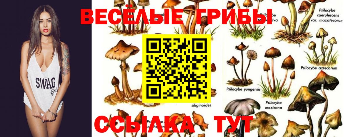 Псилоцибиновые грибы Psilocybine cubensis Губкин