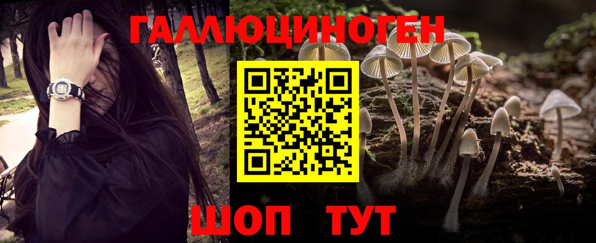 Губкин  Галлюциногенные грибы Psilocybine cubensis  Вход с VPN 